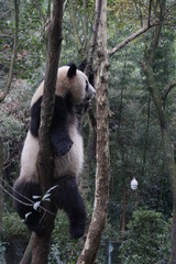 Obraz premium Standing Panda Cub is Looking at something, China