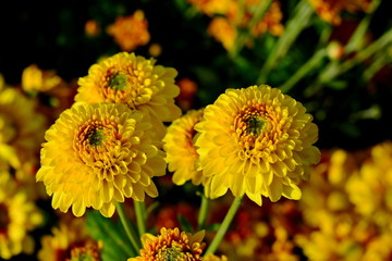 Colorful yellow and orange chrysanthemum flower bloom in the farm.