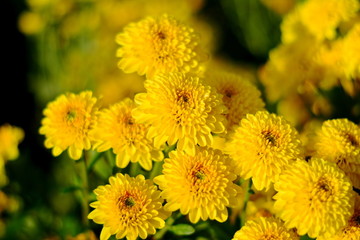 Colorful yellow and orange chrysanthemum flower bloom in the farm.