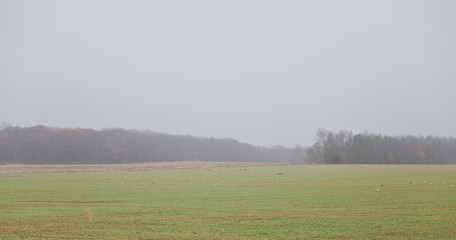 Late Autumn landscape  in rural Central New Jersey.