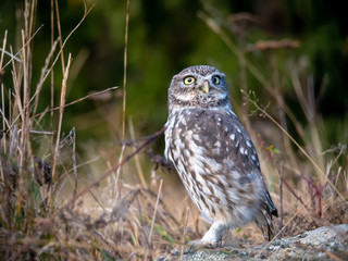 Little owl (Athene noctua) sitting on rock. Dark forest in background. Little owl portrait. Owl sitting on rock. Owl on rock.