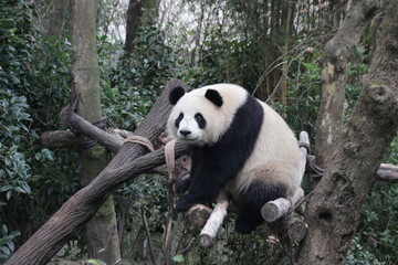 Fototapeta na wymiar Fluffy Panda on the Tree Branch, Panda Valley, China