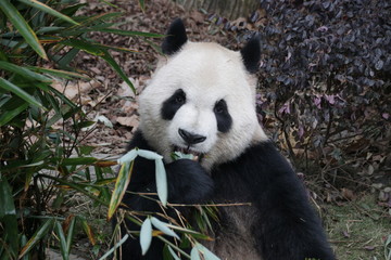 Naklejka premium Cute Giant Panda Looking at the Camera, Chengdu, China