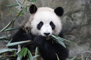 Close up Panda's Face, Panda Valley, China