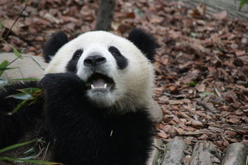 Close up Panda's Face, Panda Valley, China