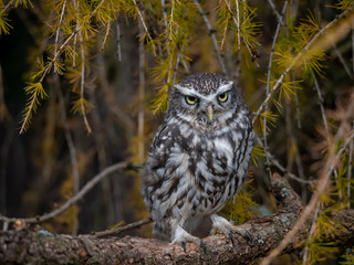 Little owl (Athene noctua) sitting on rock. Dark forest in background. Little owl portrait. Owl sitting on rock. Owl on rock.
