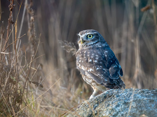 Little owl (Athene noctua) sitting on rock. Dark forest in background. Little owl portrait. Owl sitting on rock. Owl on rock.