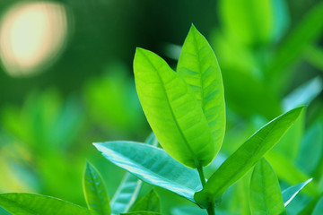 nature view of green leaf. nature background