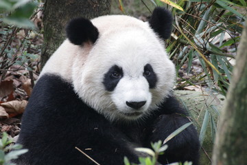 Obraz premium Close up Giant Panda's Fluffy Face