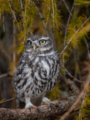 Little owl (Athene noctua) sitting on rock. Dark forest in background. Little owl portrait. Owl sitting on rock. Owl on rock.
