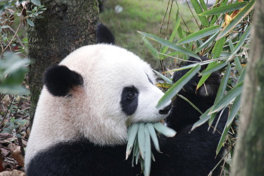 Panda is Eating Bamboo Leaves, China © foreverhappy