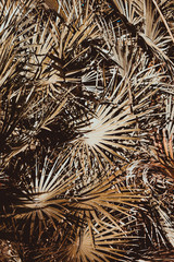 nature poster. leaves of palma tree