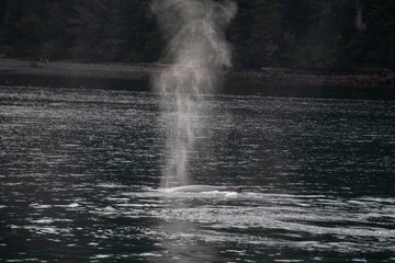 humpback 