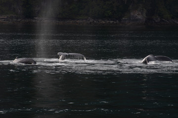 Humpback Whales