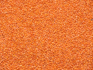 lentil grains. close-up.