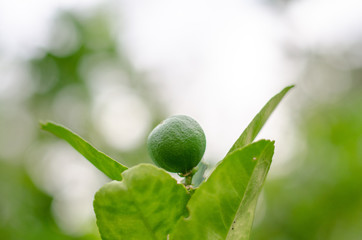 Lemonade on the tree in the garden.