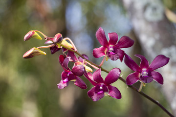 Fototapeta na wymiar Dark Pink orchids flower