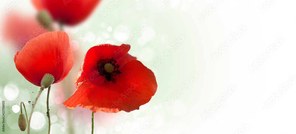 Wall mural poppies