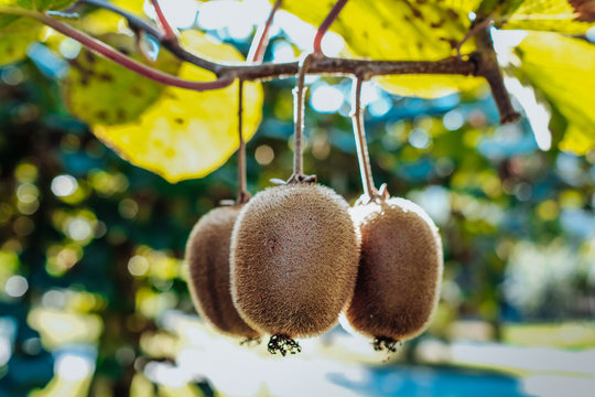 Kiwi tree with fruit and leaves
