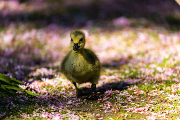 Young canadian goose