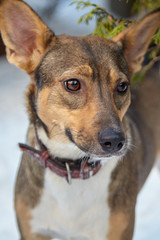 Adopted pretty mongrel (previous stray dog) stands alone at the snow background, with brown leather collar, attentive look. Outdoor, frozen day, close up portrait of family pet. Copy space.