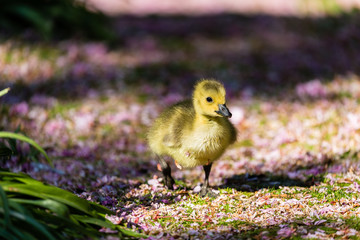 Young canadian goose