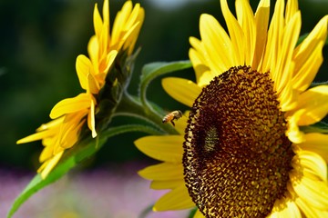 Naklejka premium 日本のコスモスとひまわりのコラボレーション