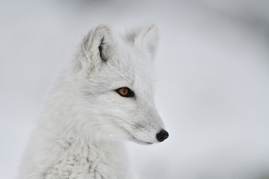 Portrait of young Arctic fox in white winter fur