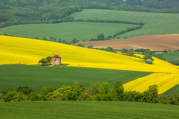 Moravian fields in Spring