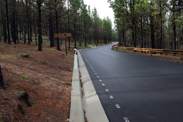 Camino entre pinos