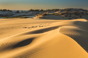 Dunes in national park in Poland - obrazy, fototapety, plakaty