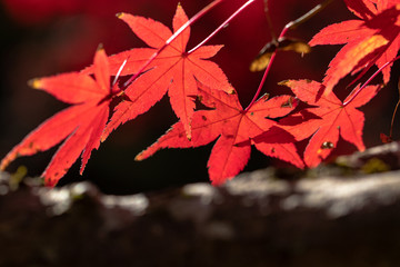 Autumn leaves of Chiba city, Chiba prefecture, Japan / Izumi Nature Park in Chiba City, Chiba prefecture, Japan