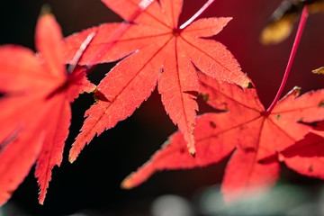 Autumn leaves of Chiba city, Chiba prefecture, Japan / Izumi Nature Park in Chiba City, Chiba prefecture, Japan