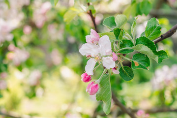 Blooming garden in spring sunny day, flowers of apple tree close up