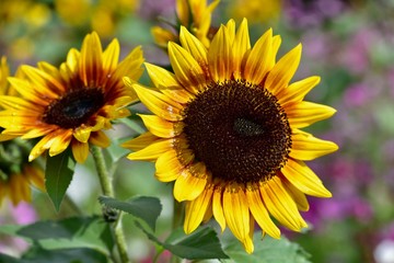 日本のコスモスとひまわりのコラボレーション