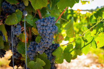 Blue grapes in a vineyard at plantation.