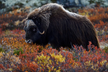 Muskox walking in meadow at Dovrefjell Sunndalsfjella National Park