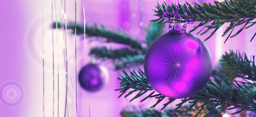 Purple Christmas ball on the branches fir. Christmas background.