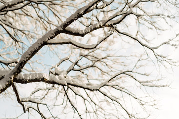 Winter beautiful landscape with trees covered with hoarfrost