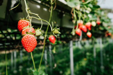 Closeup of fresh ripe strawberries growing in garden