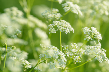 Anise flower field. Food and drinks ingredient.