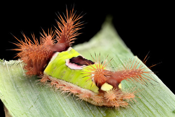 Acharia stimulea, Saddleback Poisonous Caterpillar © Macroscopic Solution