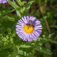 bee on a daisy flower