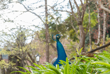 peacock, bird, blue, animal, nature, feather, feathers, head, wildlife, beautiful, peafowl, green, beauty, beak, colorful, wild, zoo, birds, portrait, tail, plumage
