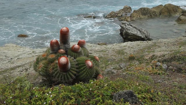 Seaside melon cactus on the island of Saint Martin.
