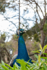Obraz premium peacock, bird, animal, blue, nature, feather, head, wildlife, peafowl, beauty, green, feathers, beautiful, beak, zoo, colorful, birds, color, portrait, wild, tail, park, plumage, neck