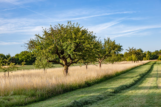 beautiful typical speierling apple tree in meadow for the drink applewine