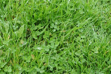 Clovers in Grass In Ireland