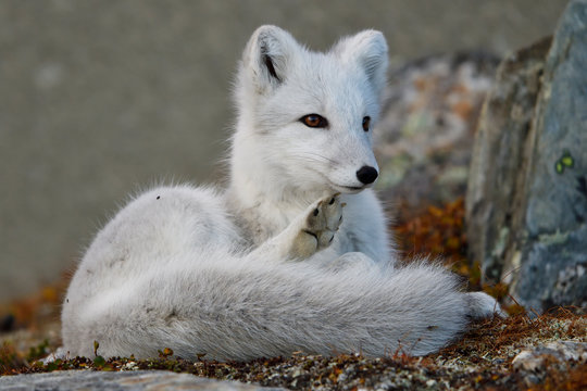 Young Arctic Fox scratches itself in mountain landscape