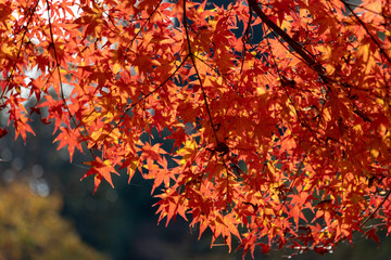 Autumn leaves of Chiba city, Chiba prefecture, Japan / Izumi Nature Park in Chiba City, Chiba prefecture, Japan